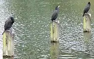 Cormorans sur Long Water.