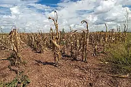Changements agricoles. Les sécheresses, la hausse des températures et les conditions météorologiques extrêmes ont un impact négatif sur l'agriculture. Illustré : Texas, États-Unis.