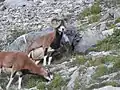 mouflon cornes devant