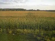 un immense champ de maïs.