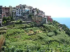 Corniglia et ses terrasses