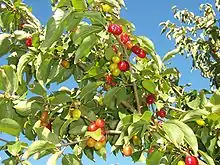 Branche ensoleillée portant des fruits brillants allant du vert pâle au rouge vif.
