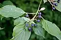 Feuilles et fruits