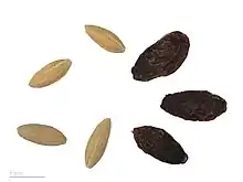 Gros plan sur des graines fusiformes, couleur bois très clair, et sur des fruits séchés, noirs et fripés comme des raisins secs
