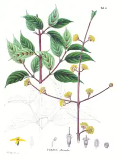 Description de l'image Cornus officinalis SZ50.png.