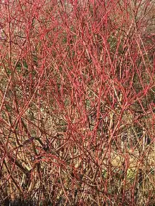 Aspect typique des branches l'hiver