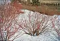 Cornus sericea en hiver