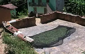 Feuilles de coca séchant dans le village de Tocaña.