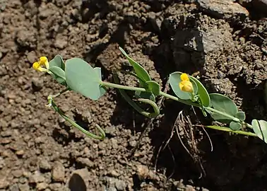 Coronilla scorpioides