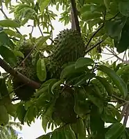 Corossols dans l'arbre.