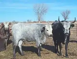 Une vache et un taureau