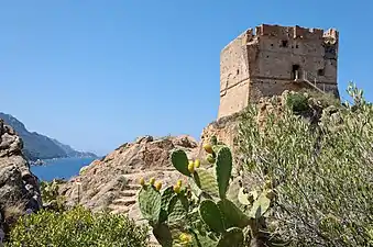 Opuntia ficus-indica en Corse