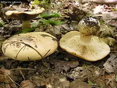 Description de l'image Cortinarius albidus.jpg.