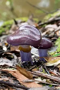 Description de l'image Cortinarius archeri.jpg.