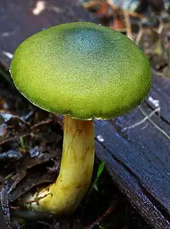 Description de l'image Cortinarius austrovenetus 45928.jpg.