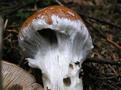 Voile partiel fibrilleux chez Cortinarius claricolor