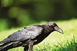 Corneille noire - Corvus corone.