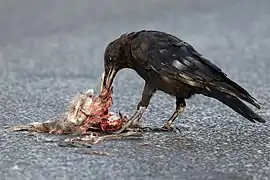 Corneille mangeant un pigeon écrasé