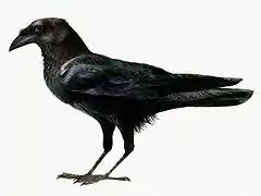 Description de l'image Corvus edithae.jpg.