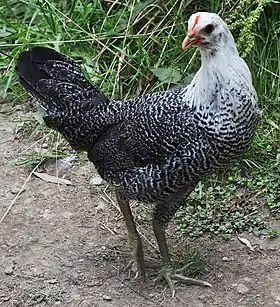 Poule Égyptienne Fayoumi.