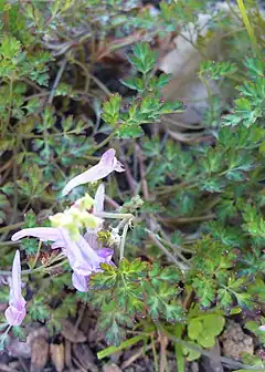 Description de l'image Corydalis_taliensis_(JP_Nantes).jpg.