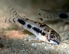 Corydoras habrosus (Callichthyidae)