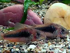 Corydoras cuivré