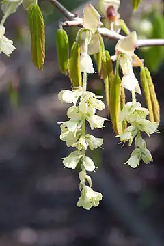 Description de l'image Corylopsis willmottiae - fleurs.jpg.
