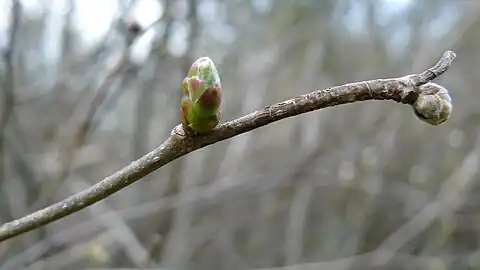 Bourgeons intacts de Noisetier