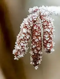 Des grains de glace recouvrent des petits batons qu pendent d'une tige.