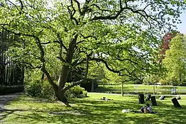 Un noisetier de Byzance dans un parc de Mons (province de Hainaut, Belgique)