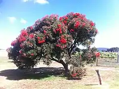 Corymbia ficifolia en fleur.