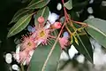 Corymbia, fleurs