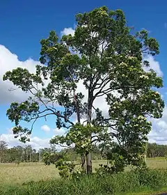 Description de l'image Corymbia intermedia.jpg.