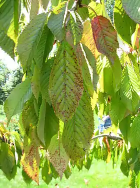 Coryneum = points rouges-violacé.