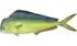 Mahi-mahi