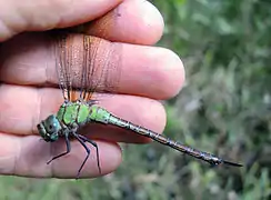 Coryphaeschna adnexa femelle