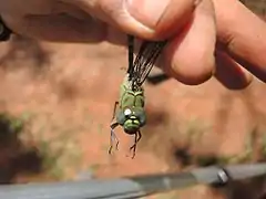 Vue faciale de Coryphaeschna viriditas mâle