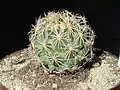 Coryphantha palmeri