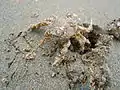 Femelle, recouverte de sable, sortant de son trou à marée basse.
