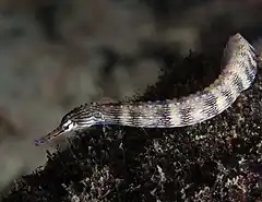 Description de l'image Corythoichthys intestinalis, Cebú.jpg.