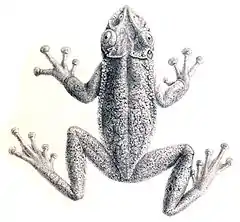 Description de l'image Corythomantis greeningi Boulenger, 1896.jpg.