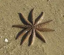 Coscinasterias muricata