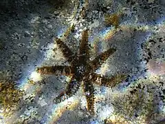 Étoile de mer épineuse (Coscinasterias tenuispina)