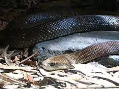 Description de l'image Costal Tiapan at Taronga Zoo.jpg.