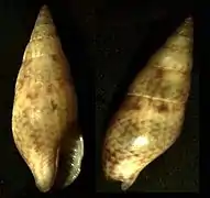 Costoanachis sertularium