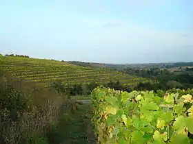 Vignoble en terrasses dans les coteaux du Layon sur la commune de Faye-d’Anjou.