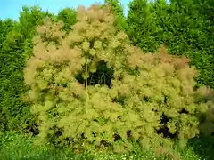 Cotinus ou « arbre à perruques ».