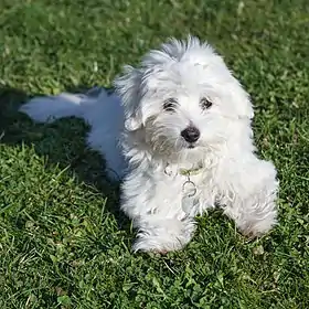 Un coton de Tuléar agé de 16 semaines