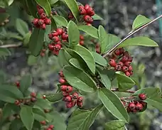 Cotoneaster à feuilles de saule.